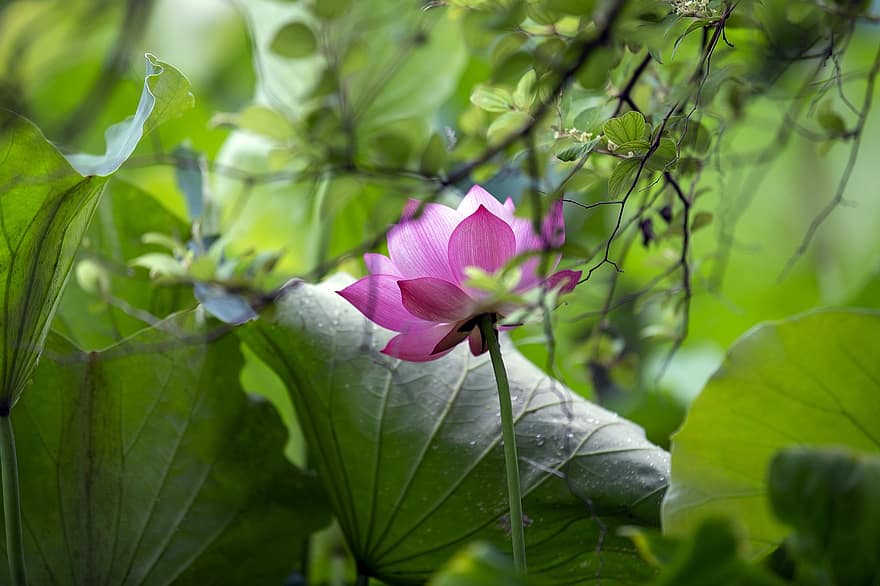 loto, flor, flor rosa, flor de loto, hojas de loto, floración, pétalos, pétalos de rosa, flora, planta acuática