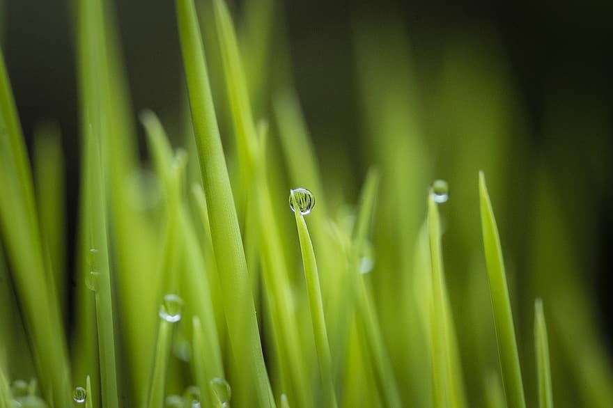 çimen, bitki, çiy, çiy damlası, ıslak, yapraklar, yeşil, doğa, yağmur damlaları, bokeh, makro