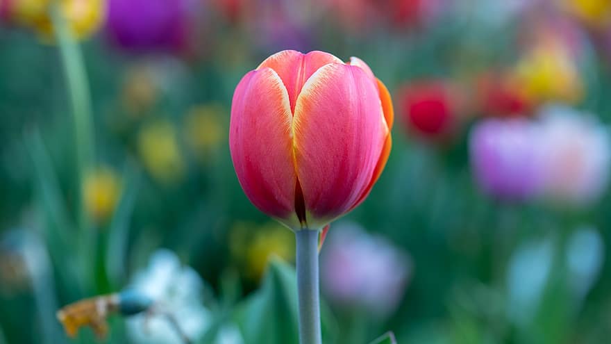 tulipan, blomst, plante, kronblade, flor, flora, have, blomsterseng, parkere, natur, blomsterhoved