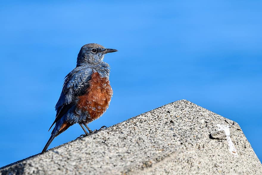 Zorzal de roca azul, pájaro, posado