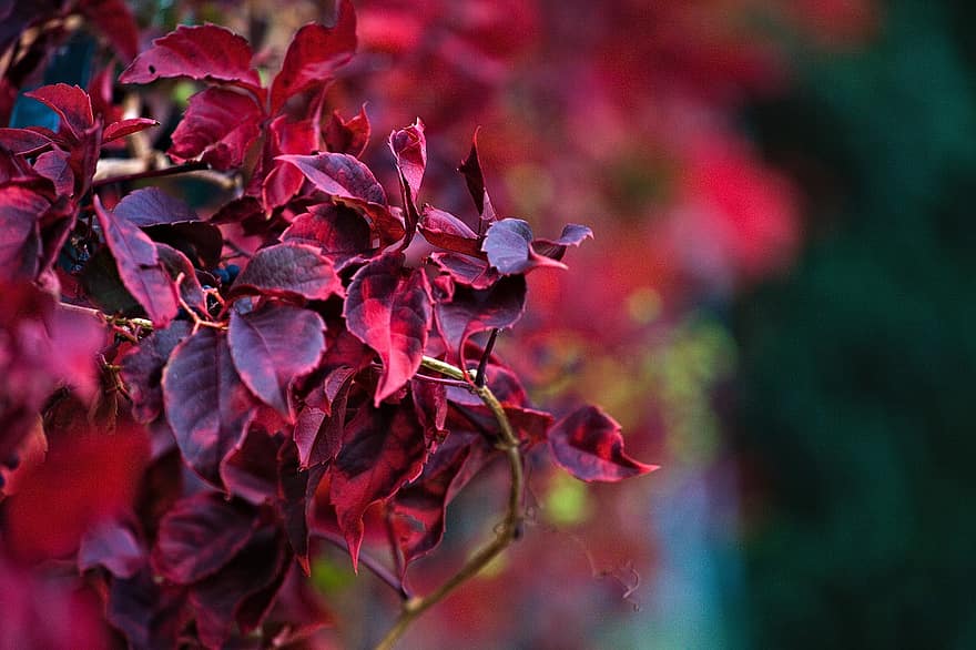 アメリカンヴァイン、赤い葉、葉、秋、秋の季節