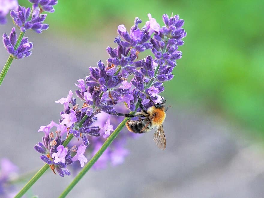 ผึ้ง, แมลง, การผสมเกสรดอกไม้, ช่อลาเวนเดอร์, Lavandula, หอม, ดอกไม้, สมุนไพร, บุปผาที่, ไม้ดอก, พฤกษา