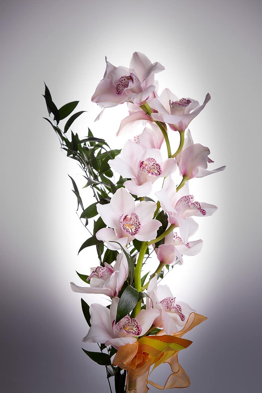 orchideje, květiny, Příroda, květ, rostlina, okvětní lístek, list, květu hlavy, kytice, detail, svěžest