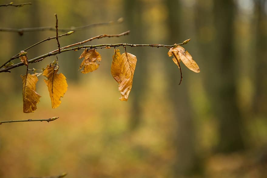 cabang, musim gugur, Daun-daun, dedaunan musim gugur, warna musim gugur, daun jatuh, alam, merapatkan, Daun kering