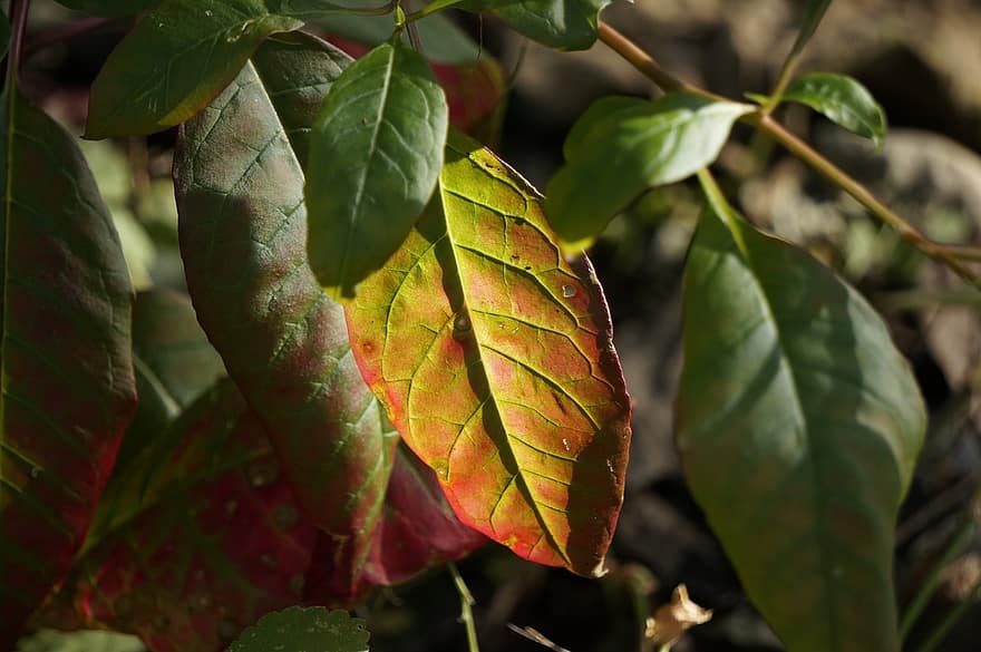 fulles, fullatge, arbre, plantes, arbust, flora