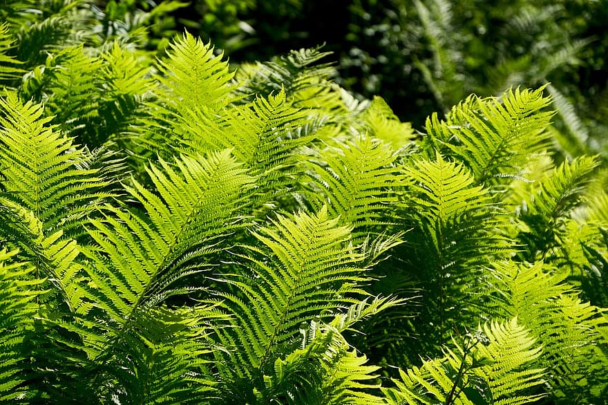 Fern, Nature, Leaves, Green, Plant, Forest, Fresh, Growth