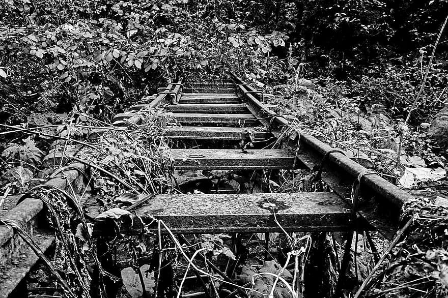 đường sắt, đường ray xe lửa, bị bỏ rơi, cũ, đường ray, rừng, gỗ, không có người, đen và trắng, cây, cảnh nông thôn