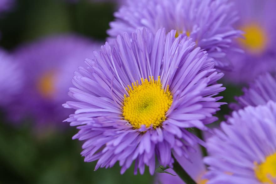 アスター、フラワーズ、紫色の花、花びら、紫色の花びら、咲く、花、フローラ、庭園、植物