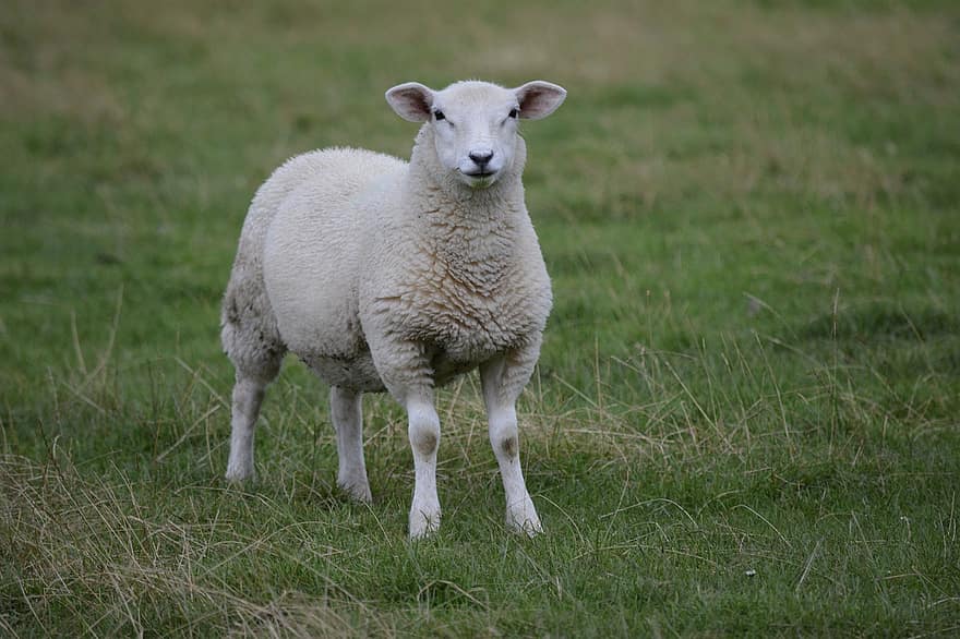 mouton, la laine, agneau, campagne, animaux
