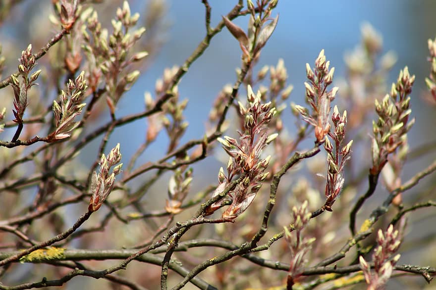 Rock Pear, Amelanchier, Bud, Branches, Flowering Branches, Blossom, Spring, Bloom, Nature, branch, tree