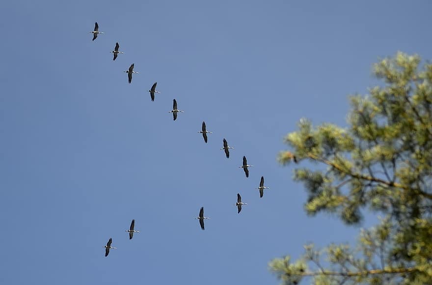 ptaki, Formacja Eszelon, migrujące ptaki, niebo, latający, niebieski, zwierzęta na wolności, pióro, dziób, grupa zwierząt, lato