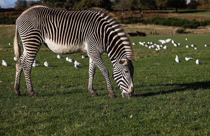 zebra, kuda, hewan, margasatwa, garis-garis, mamalia, Afrika, rumput, binatang di alam liar, hewan safari, bergaris