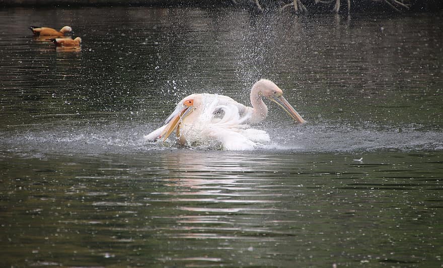 pelicanos, passarinhos, lagoa, agitando, vadear, pássaros aquáticos, aves aquáticas, animais, animais selvagens, bico, conta