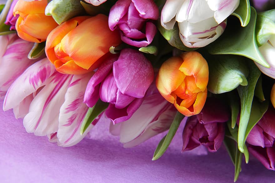 tulipány, květiny, kytice, květ, aranžování květin, barvitý, jaro