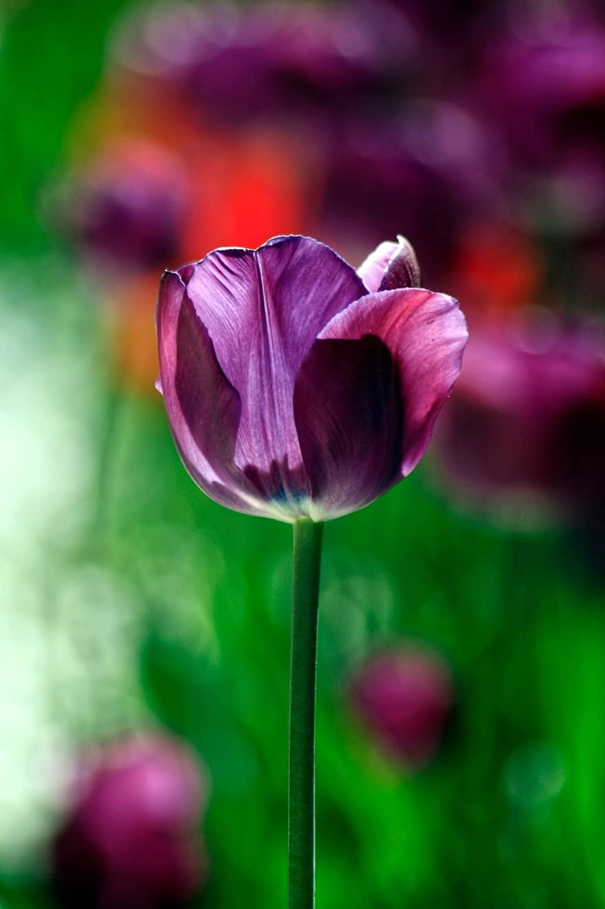 tulipan, blomst, lilla blomst, blomstre, flora, floriculture, hagebruk, botanikk, natur, enkelt, nærbilde
