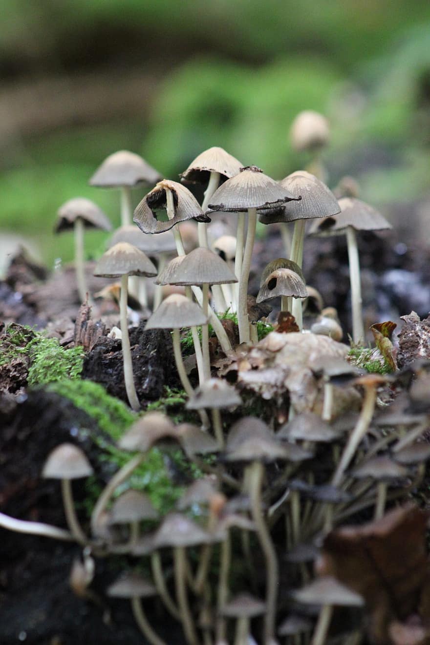 funghi, piante, fungo velenoso, micologia, foresta, selvaggio