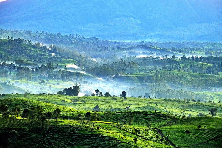 plantare de ceai, câmpuri, Munte, dealuri, ceaţă, dimineața, natură