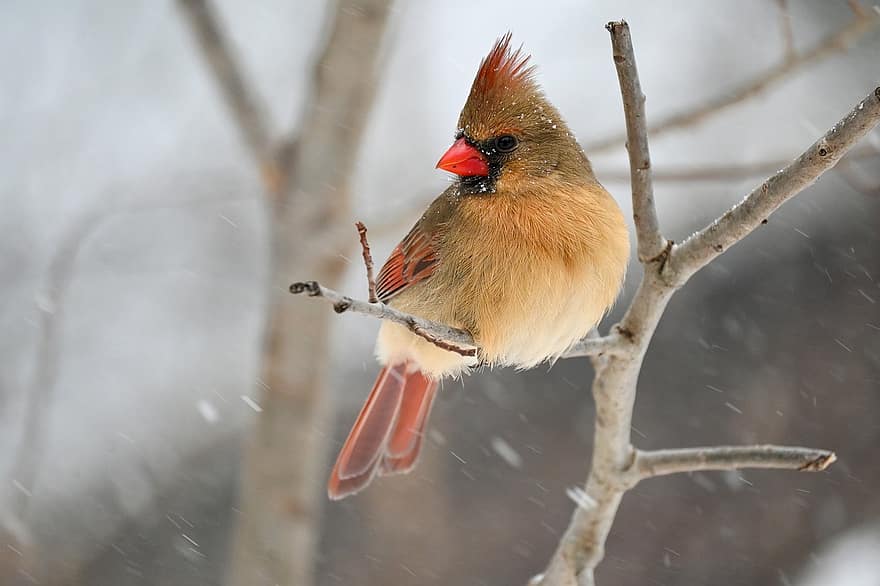 ocell, cardenal, bec, plomes, plomatge, posat, aviària, ornitologia, neu