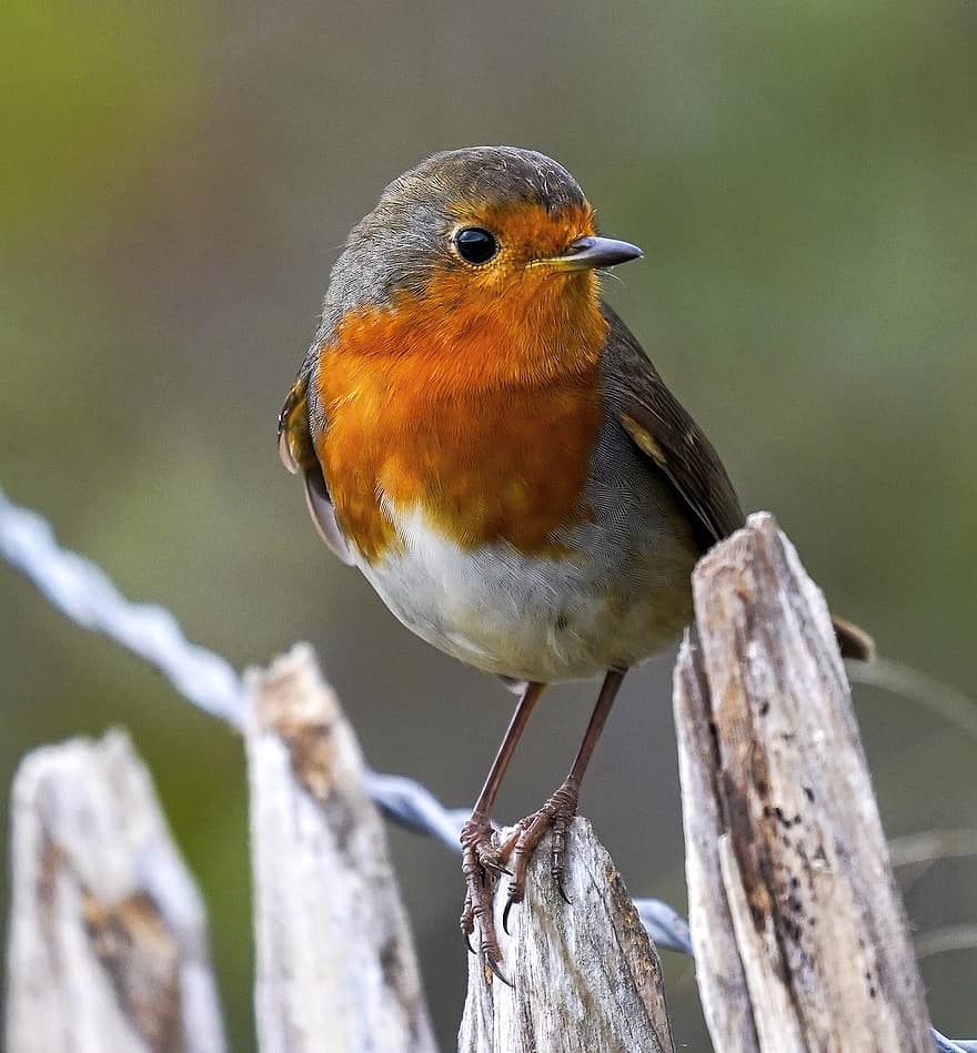 Robin, pájaro, animal, Robin Redbreast, fauna silvestre, aviar, fauna