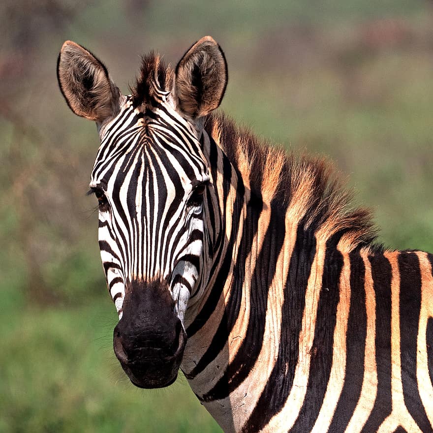 zebra, dzīvnieku, savvaļas dzīvnieki, svītras, zīdītāju, zirgu dzimtas dzīvnieki, savvaļas dzīvnieks, dzīvnieku pasauli, tuvplāns, portrets