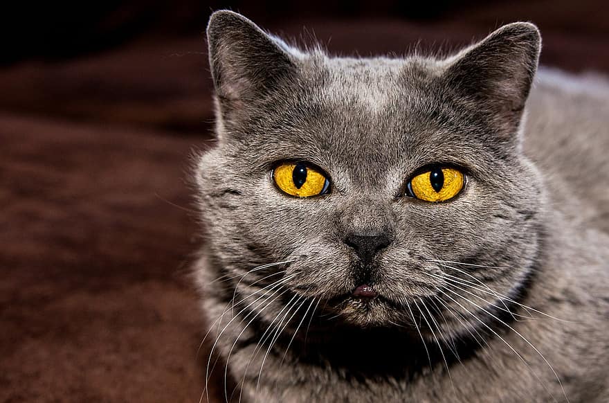 кішка, очі, фонове зображення, уваги, керівник, брехня, сірий, помаранчевий, дивитися, впритул