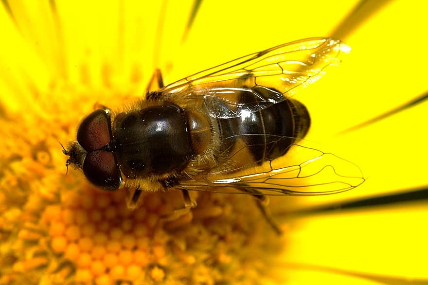 hover fly, insectă, poleniza, polenizare, floare, insectă înțepată, aripi, natură, hymenoptera, entomologie, a închide