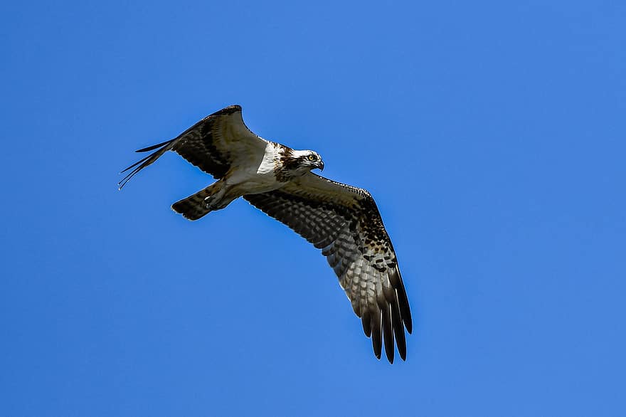 चिड़िया, Osprey, पक्षीविज्ञान