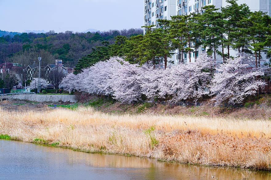 Flor de cerejeira, parque, rio, Primavera, arvores, reed, lago, paisagem de primavera, República da Coreia, panorama, árvore