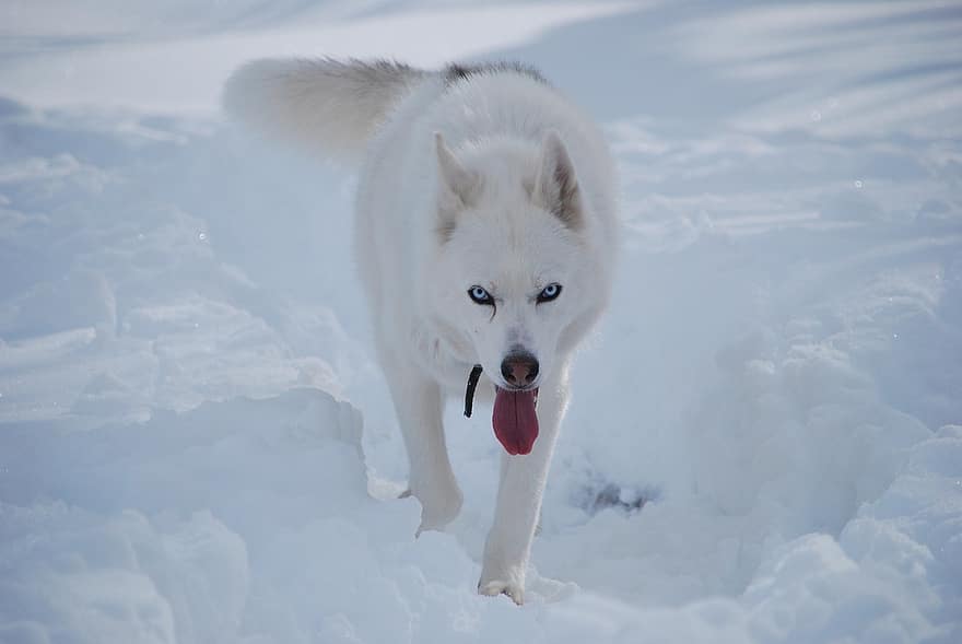 fornido, perro, Husky siberiano, lobo, nieve, canino, animal, mamífero, especies, mascotas, invierno