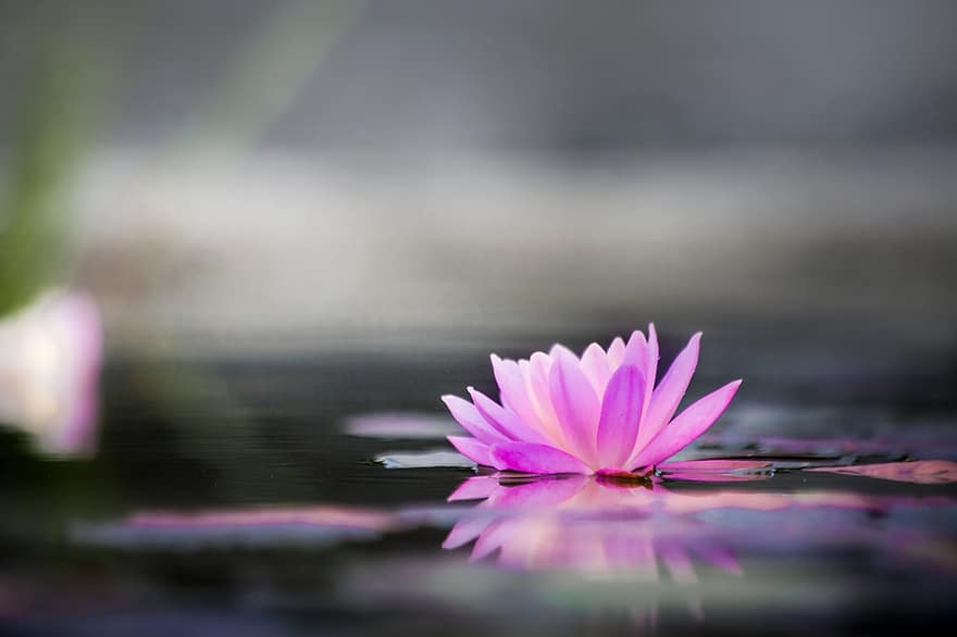 Water Lily, Water, Fog, Pink, Mirroring, Aquatic Plant, Nuphar Lutea, Pond Plant, Pond Flower, Lake Rosengewächs, Meditation