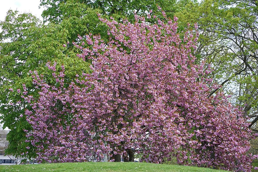 Třešňový květ, strom, jaro, pole, park, květiny, růžové květy, květ, listy, třešeň, rostlina