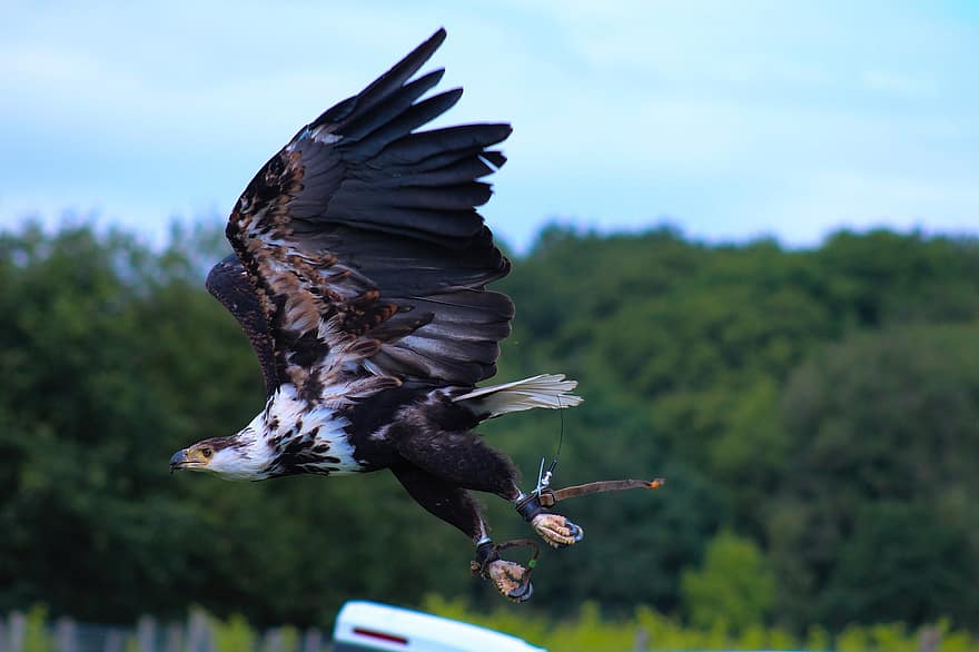 águila, vuelo, depredador, alas, pájaro, volador, naturaleza, plumas, fauna silvestre, pico, cazador