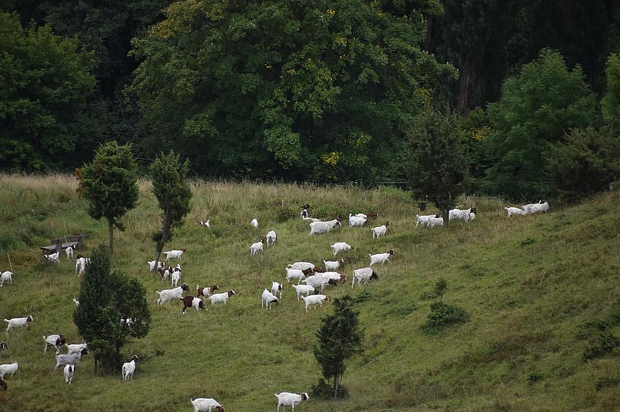 Chèvres Boers, chèvres, troupeau, champ, réserve naturelle, protection environnementale, écologie