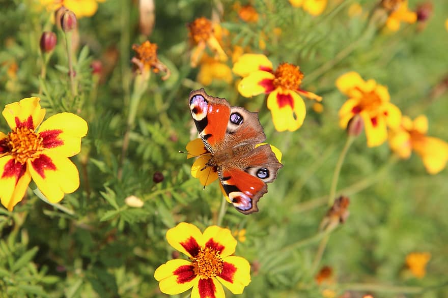 kelebek, Çiçekler, tozlaşmak, tozlaşma, böcek, Kanatlı böcek, kelebek kanatları, Çiçek açmak, çiçek, bitki örtüsü, fauna