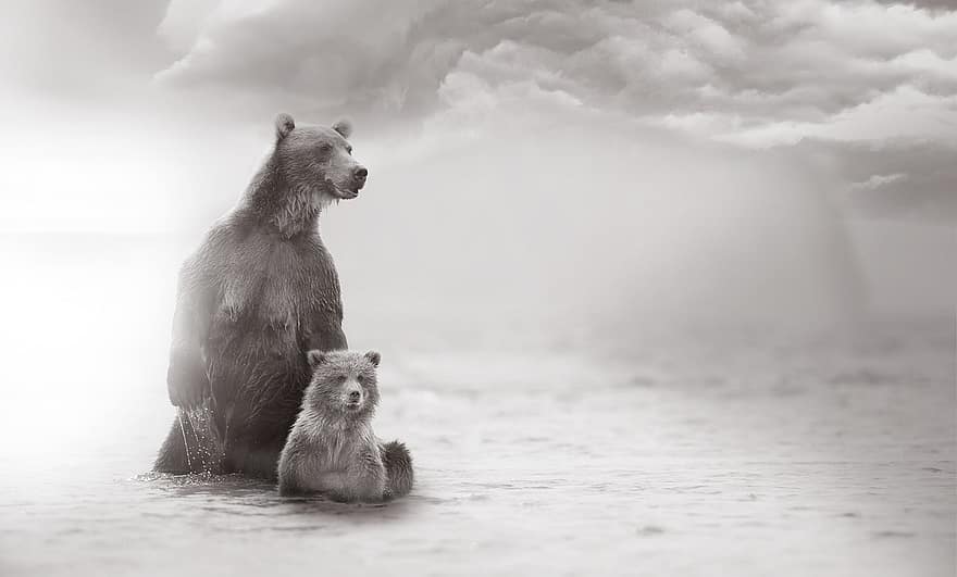 dyr, bjørne, vinter, sort og hvid, vand, dyr i naturen, arktisk, nuttet, pels, dag, våd