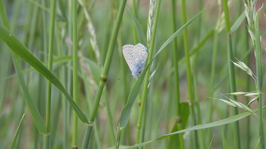 Blue Jehlicový, polyommatus icarus, màu xanh da trời, bươm bướm, trên bãi cỏ, những ngọn cỏ