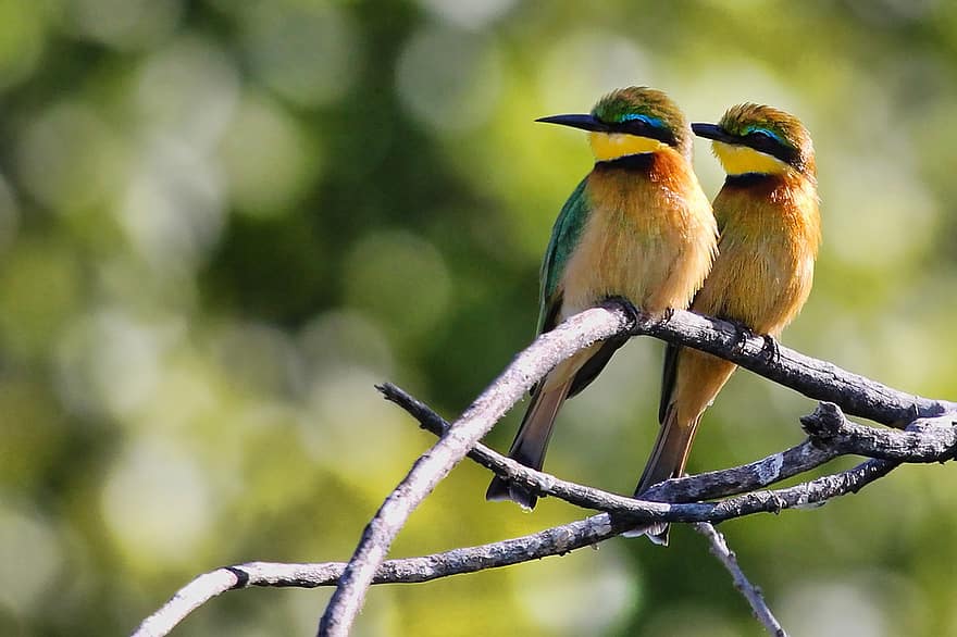 bee-eaters, fugler, par, grener, perched, perched fugler, fjær, fjærdrakt, ave, avian, ornitologi