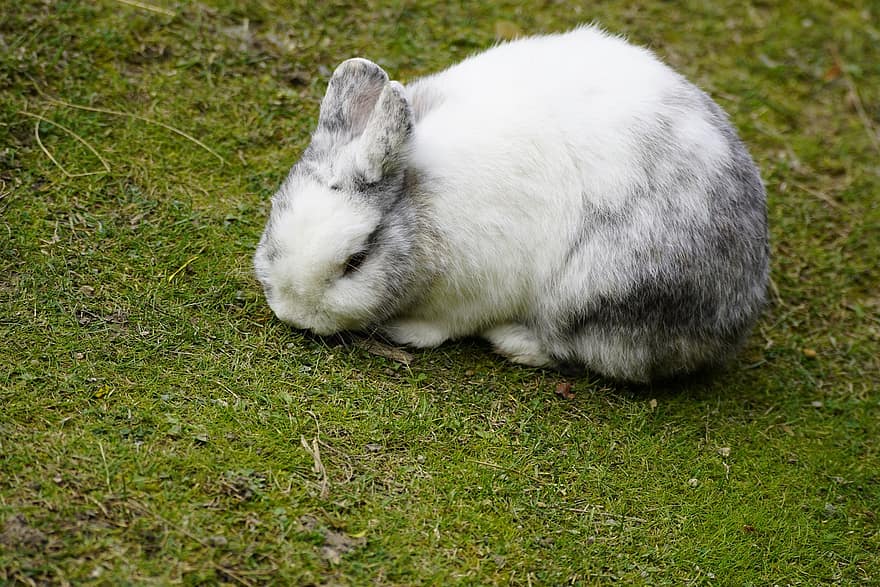 ウサギ、バニー、長い耳、ウサギの耳、牧草地、イースターのウサギ、毛皮、哺乳類、動物、動物の肖像画