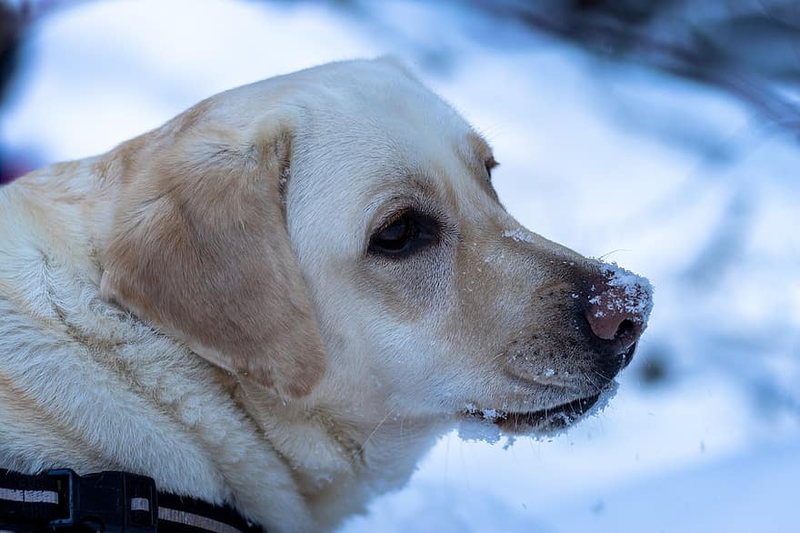 หมา, หิมะ, ภาพเหมือน, สุนัข, เลี้ยงลูกด้วยนม, สัตว์, สัตว์เลี้ยง, ภาพสุนัข, ฤดูหนาว, หนาว