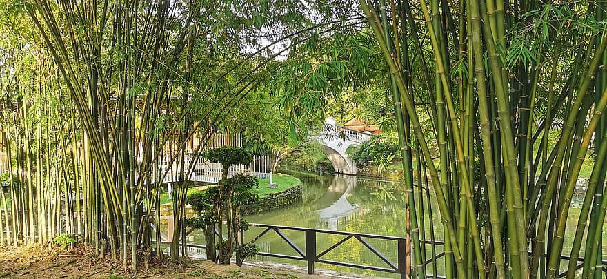 бамбук, озеро, природа, на открытом воздухе