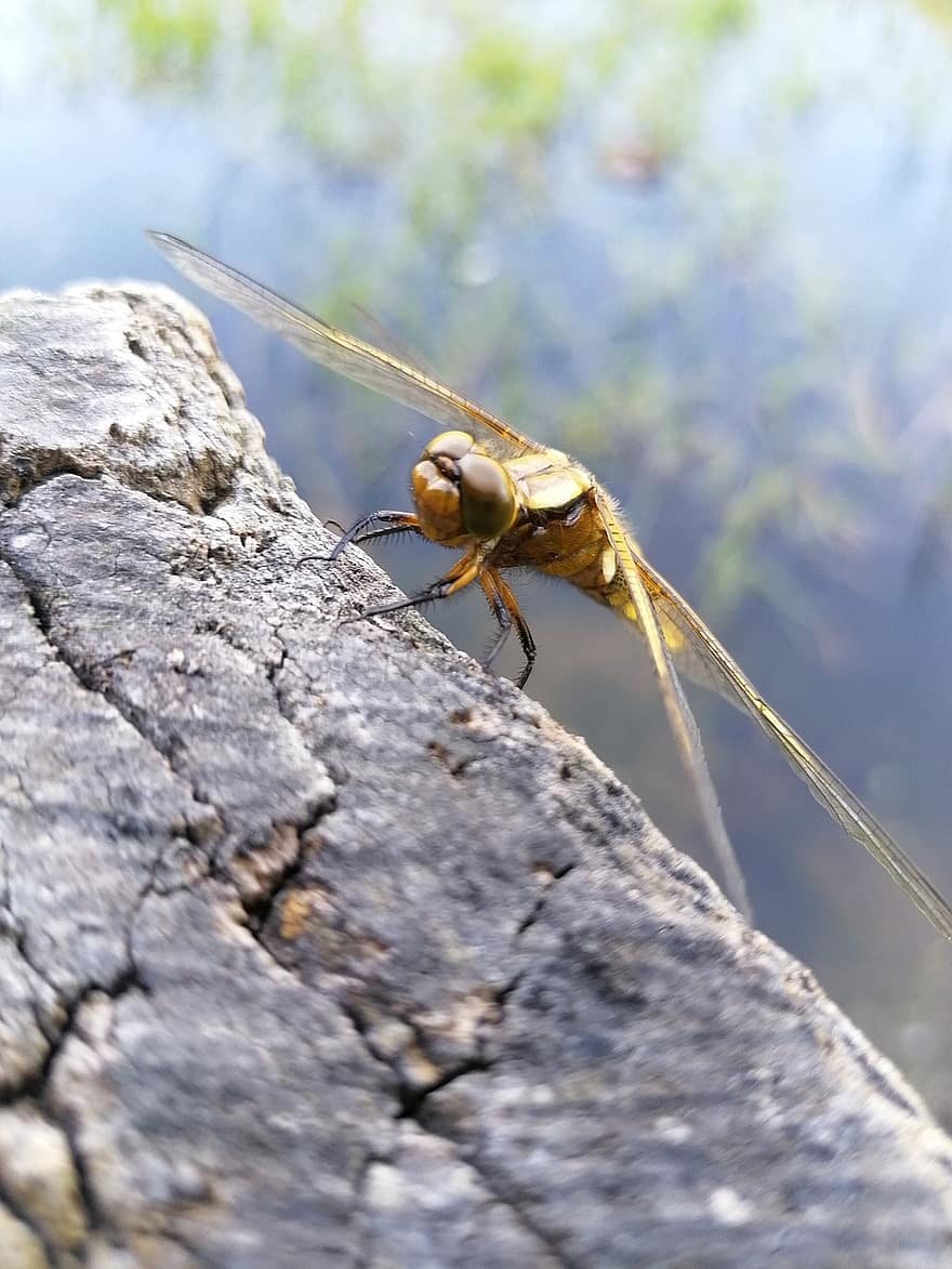 dragonfly, insekt, bug, vinger, stein, sammensatte øyne, dyreliv
