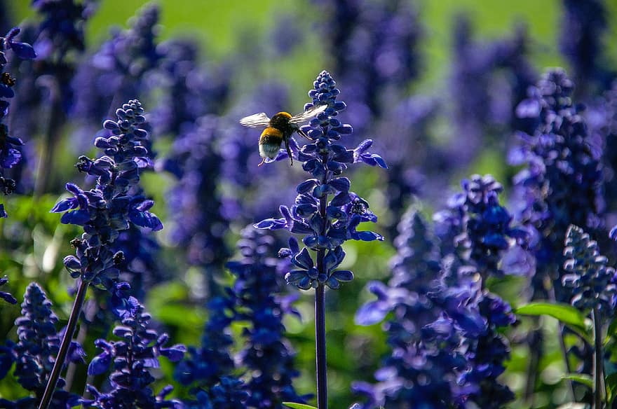 bunga-bunga, tanaman, lebah, ungu, lavender, musim semi, lingkungan Hidup, di luar ruangan, fokus, taman