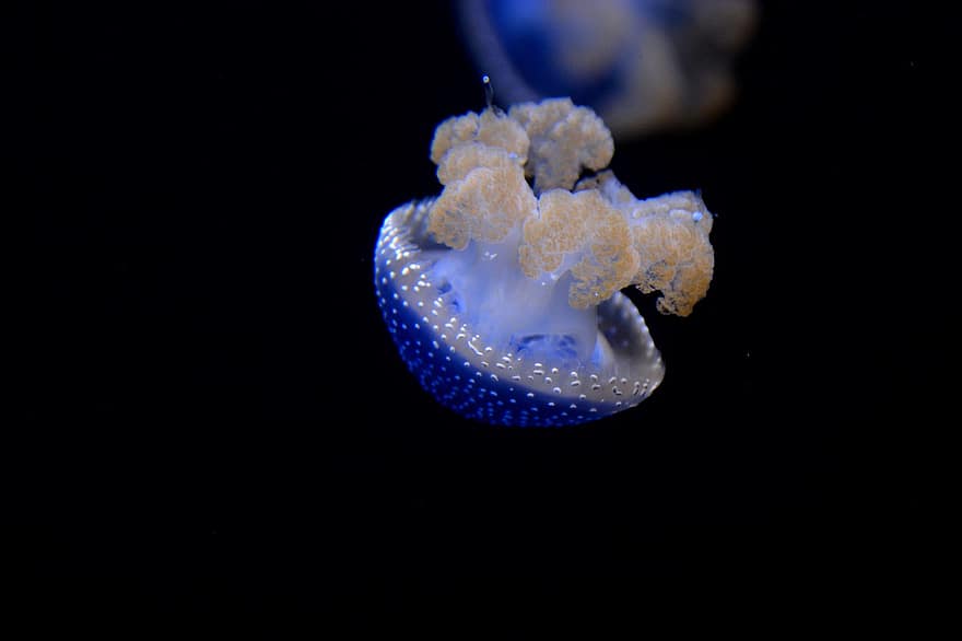 медуза, създание, морски, вид, животно, под вода, риба, син, вода, морски живот, пипало