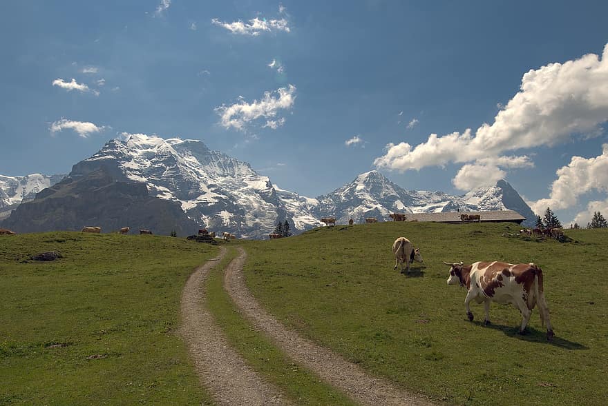 vacas, Alpes, jungfrau, suíço, panorama, céu, neve, geleira, eiger, jungfraujoch