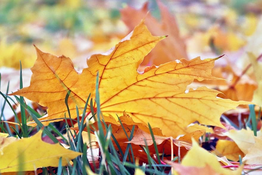 podzim, listy, Příroda, list, žlutá, sezóna, vícebarevné, říjen, zářivé barvy, detail, les