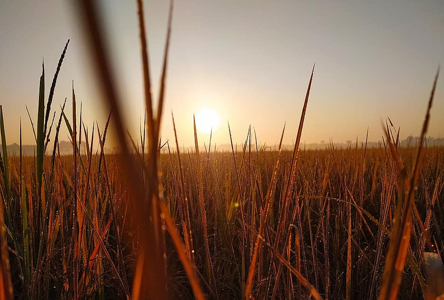 pole ryżowe, zachód słońca, Natura, pole, zmierzch, Indie