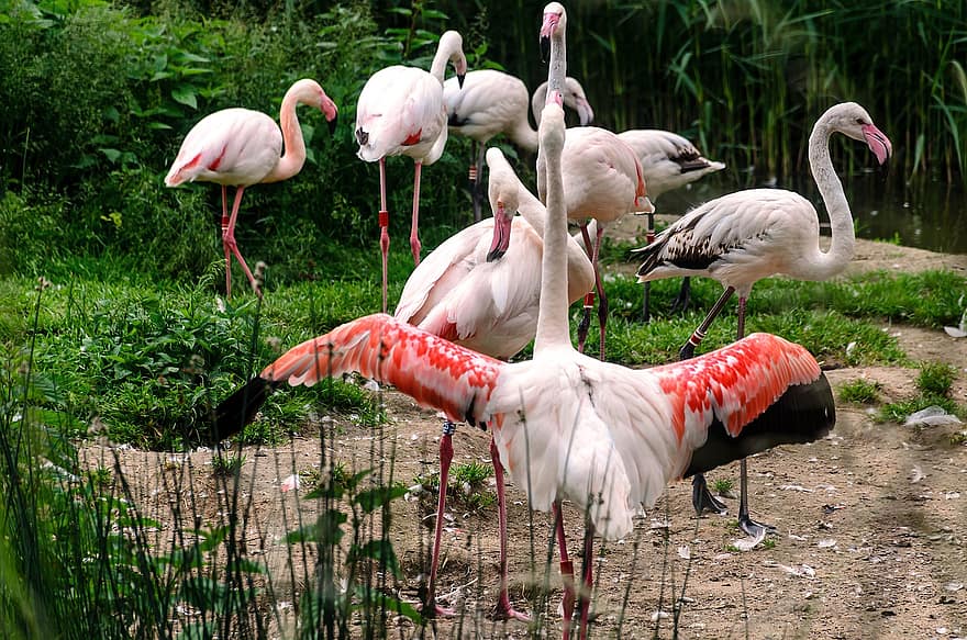 flamingo, burung-burung, binatang, margasatwa, alam, fauna, mengamati burung, pemandangan, bulu, paruh, binatang di alam liar
