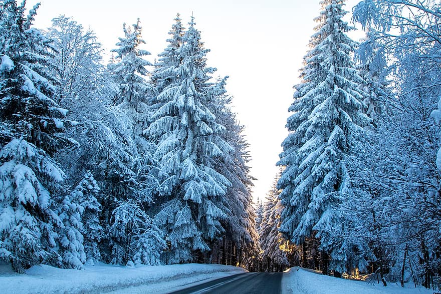 道路、森林、冬、雪、木、霜、冬の、コールド、舗装、森の中、針葉樹