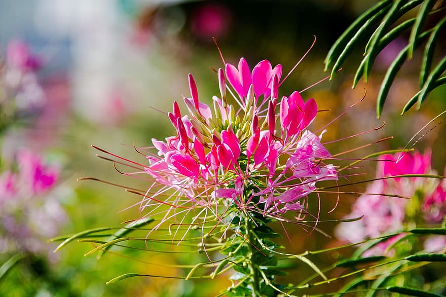 roz flori, Flori de păianjen, Flori de păianjen spinos, cleome spinosa, grădină, flori, fundal floral, imagini de fundal de fundal, a închide, plantă, floare