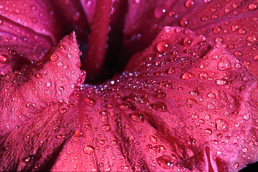 Hibiscus, Flower, Dew, Red Flower, Petals, Bloom, Dewdrops, Wet, Plant, close-up, drop